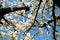 Closeup shot of beautiful cherry blossom flowers - the start of spring concept