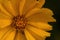 Closeup shot of a beautiful Coreopsis blooming in the garden