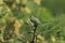 Closeup shot of a beautiful coucals bird on a wooden branch with blurred background