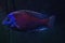 Closeup shot of a beautiful dark fish swimming in the aquarium