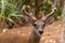 Closeup shot of a beautiful deer with fuzzy antlers