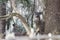 Closeup shot of a beautiful deer next to the tree trunk during the snowflake in winter