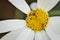 Closeup shot of beautiful, delicate, white flower with few missing petals