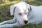 Closeup shot of a beautiful Dogo Argentino lying on the gras