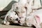 Closeup shot of beautiful Dogo Argentino puppies playing with each other