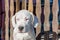 Closeup shot of a beautiful Dogo Argentino on the wooden fence background