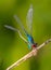 Closeup shot of a beautiful dragonfly on bamboo branch with green background.