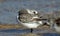 Closeup shot of a beautiful dunlin bird drinking water in the lake