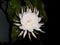 Closeup shot of beautiful Epiphyllum oxypetalum flower on a dark background