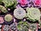 Closeup shot of beautiful fleshy succulent plants of different shapes and colors