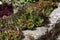 Closeup shot of beautiful flowering sempervivum