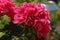 Closeup shot of beautiful fresh pelargonium flowers