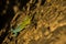 Closeup shot of a beautiful green chameleon climbing a rock