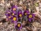 Closeup shot of beautiful group of purple spring flowers Pasqueflower Pulsatilla x gayeri Simonk. with yellow center surrounded