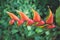 Closeup shot of a beautiful Heliconia tortuosa tropical perennial in the garden