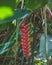 Closeup shot of a beautiful Heliconia tortuosa tropical perennial in the garden