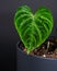 Closeup shot of a beautiful houseplant (Philodendron melanochrysum) in a gr pot