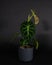 Closeup shot of a beautiful houseplant (Philodendron melanochrysum) in a gr pot