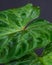 Closeup shot of a beautiful houseplant (Philodendron melanochrysum) on a gray background
