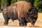 Closeup shot of a beautiful, huge bison walking in the field