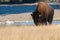 Closeup shot of a beautiful, huge bison walking in the field