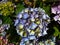 Closeup shot of beautiful hydrangea flowers in a garden in Southern Highlands, Australia