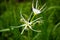 Closeup shot of a beautiful Hymenocallis speciosa flower on a blurred background