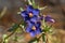 Closeup shot of beautiful indigo colored flower with a blurred background