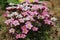 Closeup shot of beautiful Irish saxifrage flowers