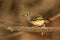 Closeup shot of a beautiful juvenile Goldcrest bird on a small tree branch