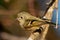 Closeup shot of a beautiful juvenile Goldcrest bird on a small tree branch