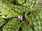 Closeup shot of beautiful Kaempferia Elegans blooming in the garden