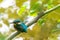 Closeup shot of a beautiful Kingfisher bird on a tree branch with a blurred background