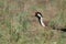 Closeup shot of a beautiful lapwing bird in the middle of a field