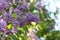 Closeup shot of beautiful lilacs on a bush