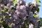 Closeup shot of beautiful lilacs on a bush