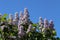 Closeup shot of beautiful lilacs under a bright sky