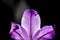 Closeup shot of a beautiful lily flower bottom detail with illuminated purple petals
