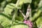 Closeup shot of a beautiful marbled white butterfly on a purple flower