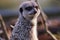 Closeup shot of a beautiful meerkat on the blurry background