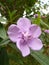 Closeup shot of beautiful melastoma sanguineum flower in bloom