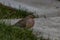 Closeup shot of a beautiful mourning dove resting on a concrete surface