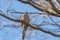 Closeup shot of a beautiful mourning dove resting on a tree branch