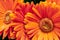 Closeup shot of beautiful orange Barberton daisy flower