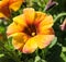 Closeup shot of a beautiful orange calibrachoa flower