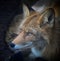 Closeup shot of a beautiful orange fox face with a powerful gaze