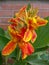 Closeup shot of beautiful orange and red Canna flowering plant