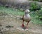 Closeup shot of a beautiful Orinoco goose on a farm