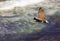 Closeup shot of a beautiful osprey flying above the ocean