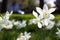 Closeup shot of beautiful Paperwhite narcissus flowers on a blurred background